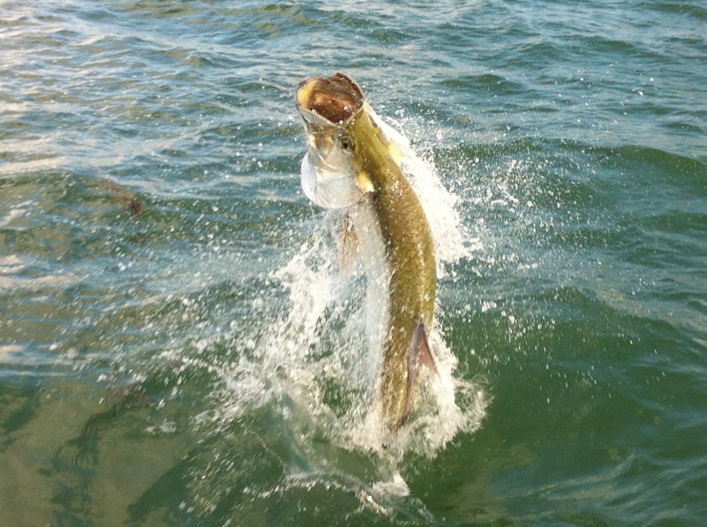 Flats Fishing Islamorada Quality information about Flats Fishing